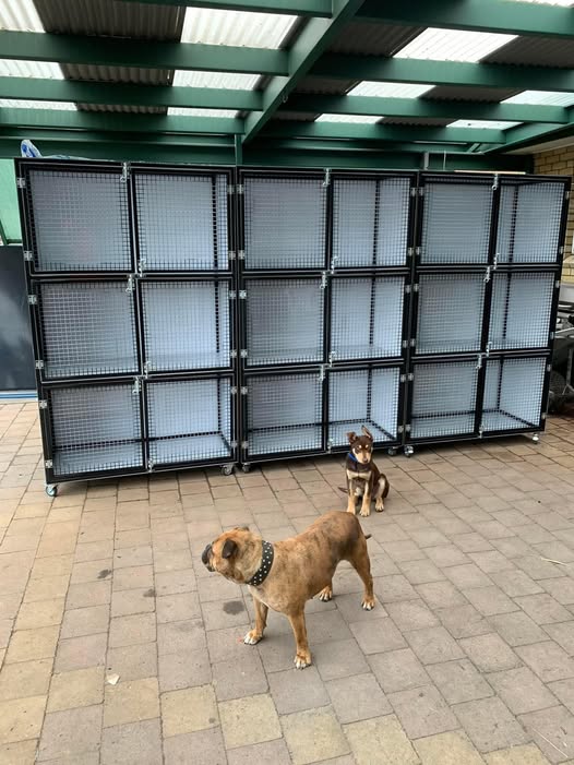 Dog box build